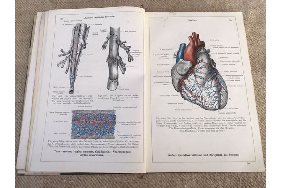 Антикварна немска книга Енциклопедия Анатомия на човешкото тяло 1945г
